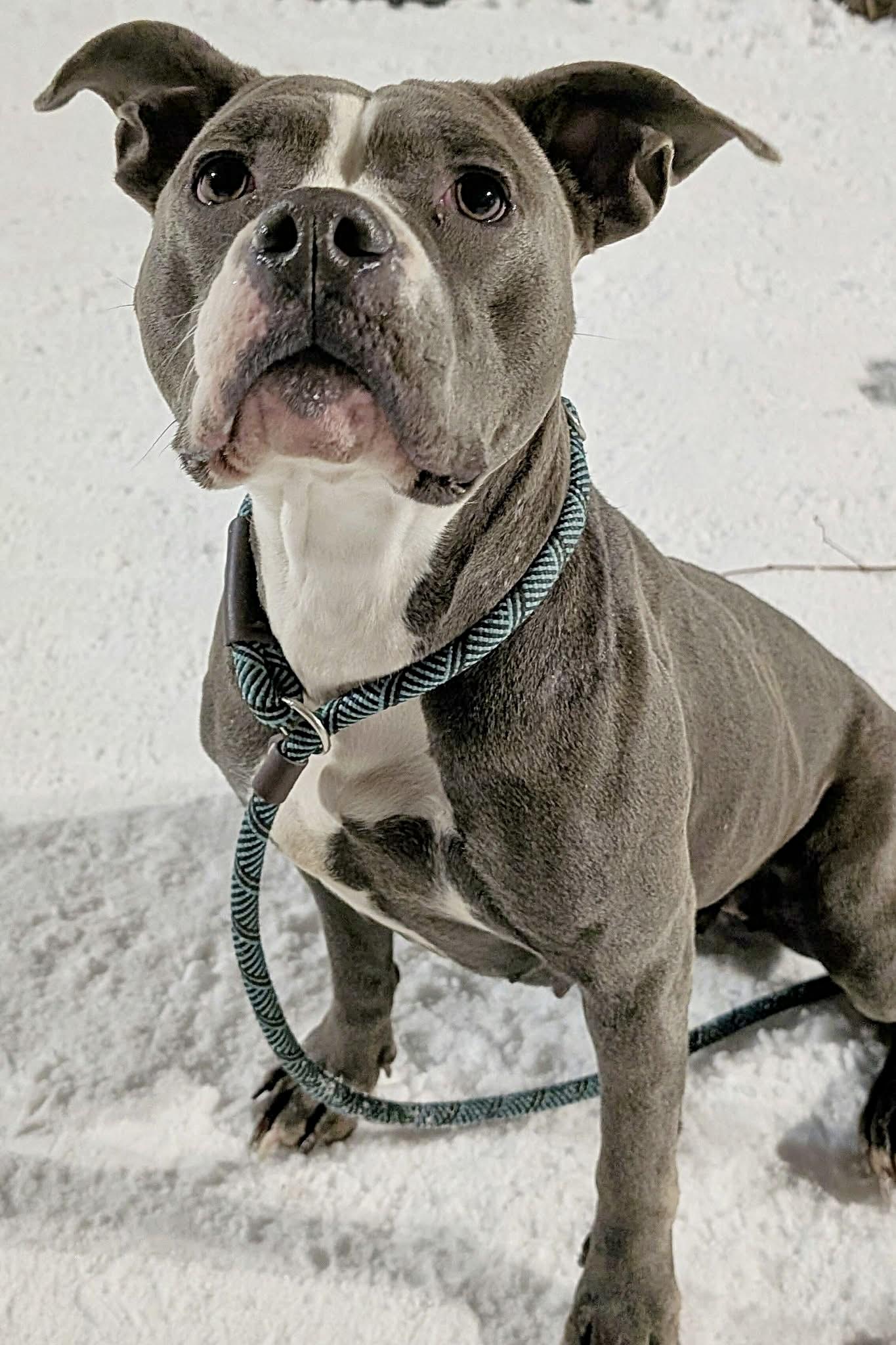 Enlarge Blueberry, a ADOPTABLE Pit Bull Terrier in Chicago, IL image 4/5