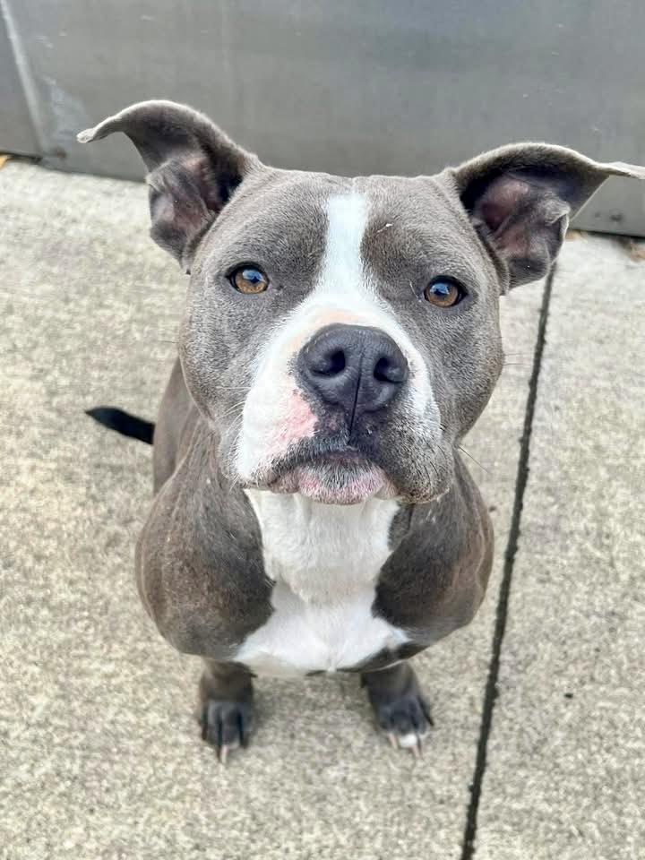 Blueberry, ADOPTABLE, Adult Female Pit Bull Terrier.