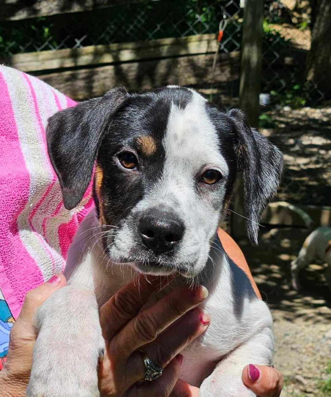 Enlarge Princess Diana, a Adopted mixed breed in Oldtown, MD image 1/1