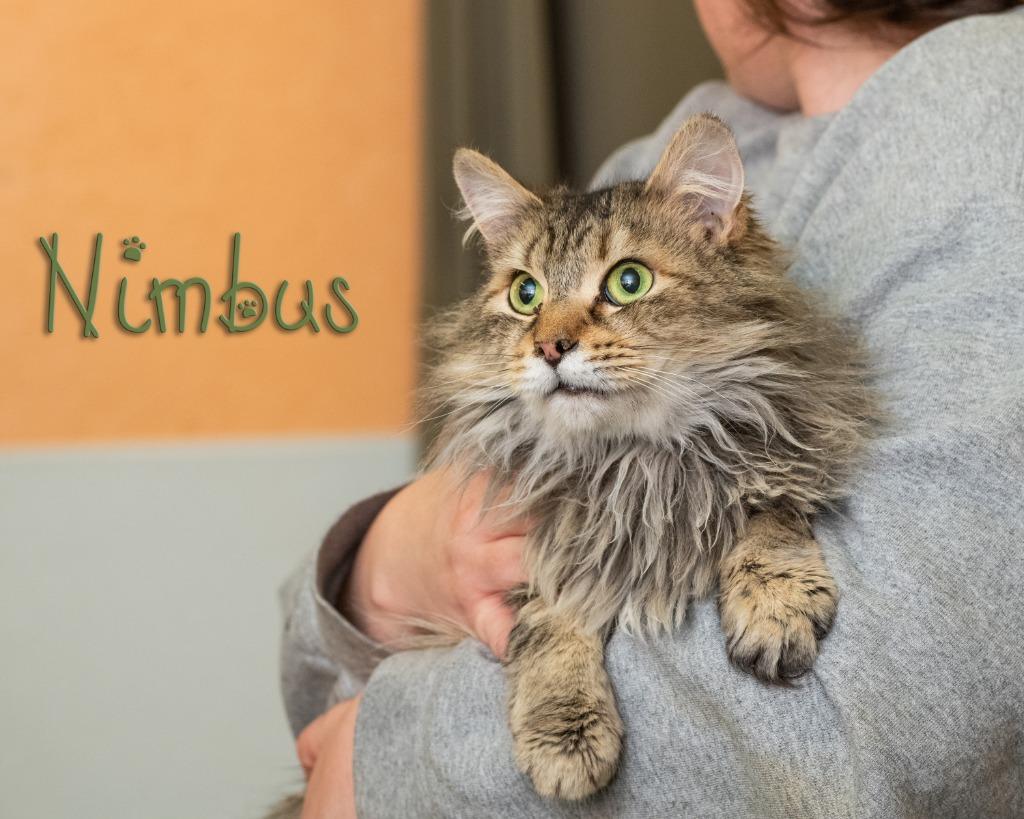 Nimbus, adopted, Young Male Domestic Long Hair.