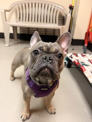 Enlarge Lulu, an adopted mixed breed in Bellingham, WA image 4/6