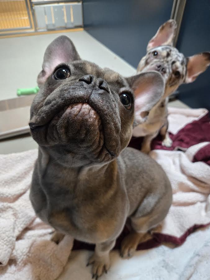 Lulu, adopted, Young Female French Bulldog.