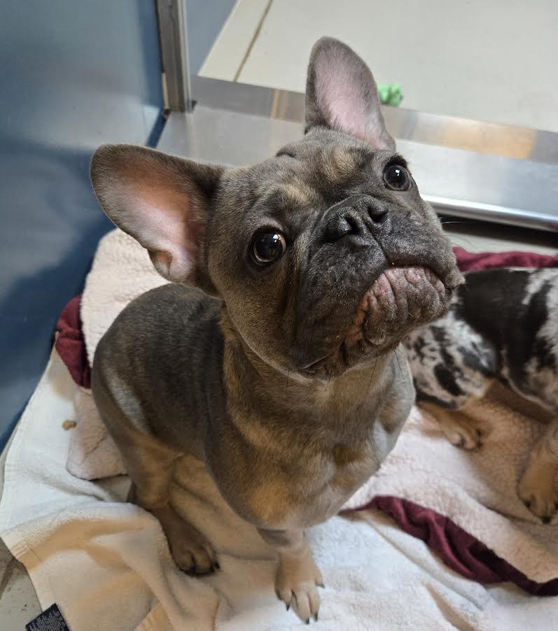 Enlarge Lulu, an adopted mixed breed in Bellingham, WA image 5/6