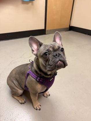 Enlarge Lulu, an adopted mixed breed in Bellingham, WA image 6/6