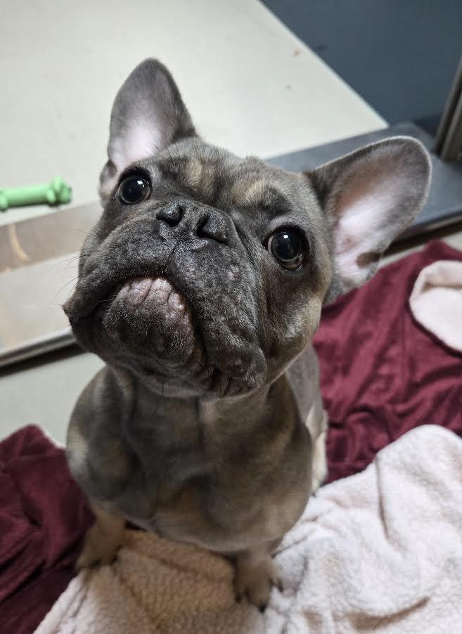 Enlarge Lulu, an adopted mixed breed in Bellingham, WA image 3/6