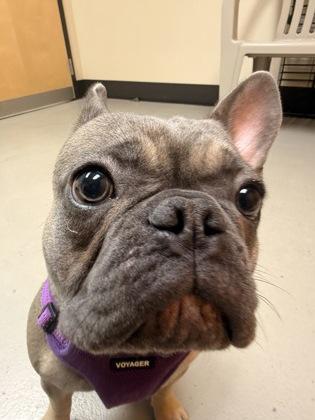 Enlarge Lulu, an adopted mixed breed in Bellingham, WA image 2/6