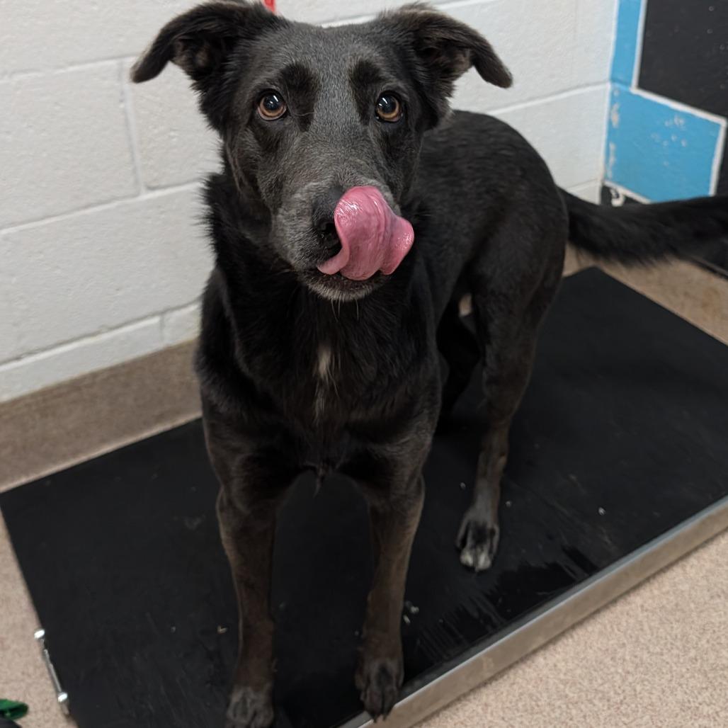 Winnie, Adoptable, Adult Female Mixed Breed & Mixed Breed.