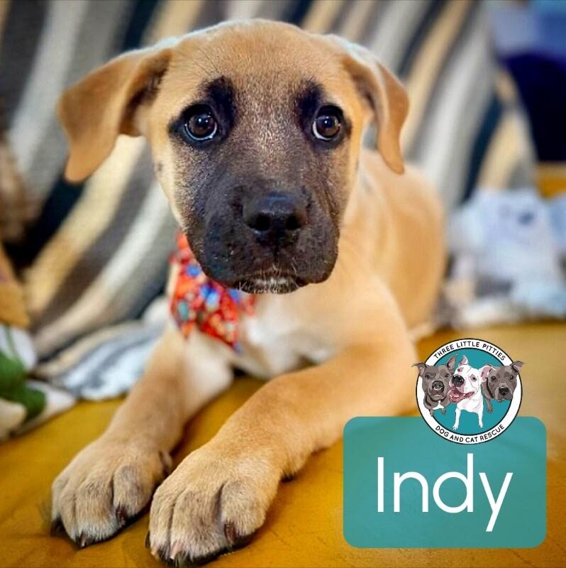 Enlarge Indy Douglas, an adopted mixed breed in Vancouver, WA image 1/6