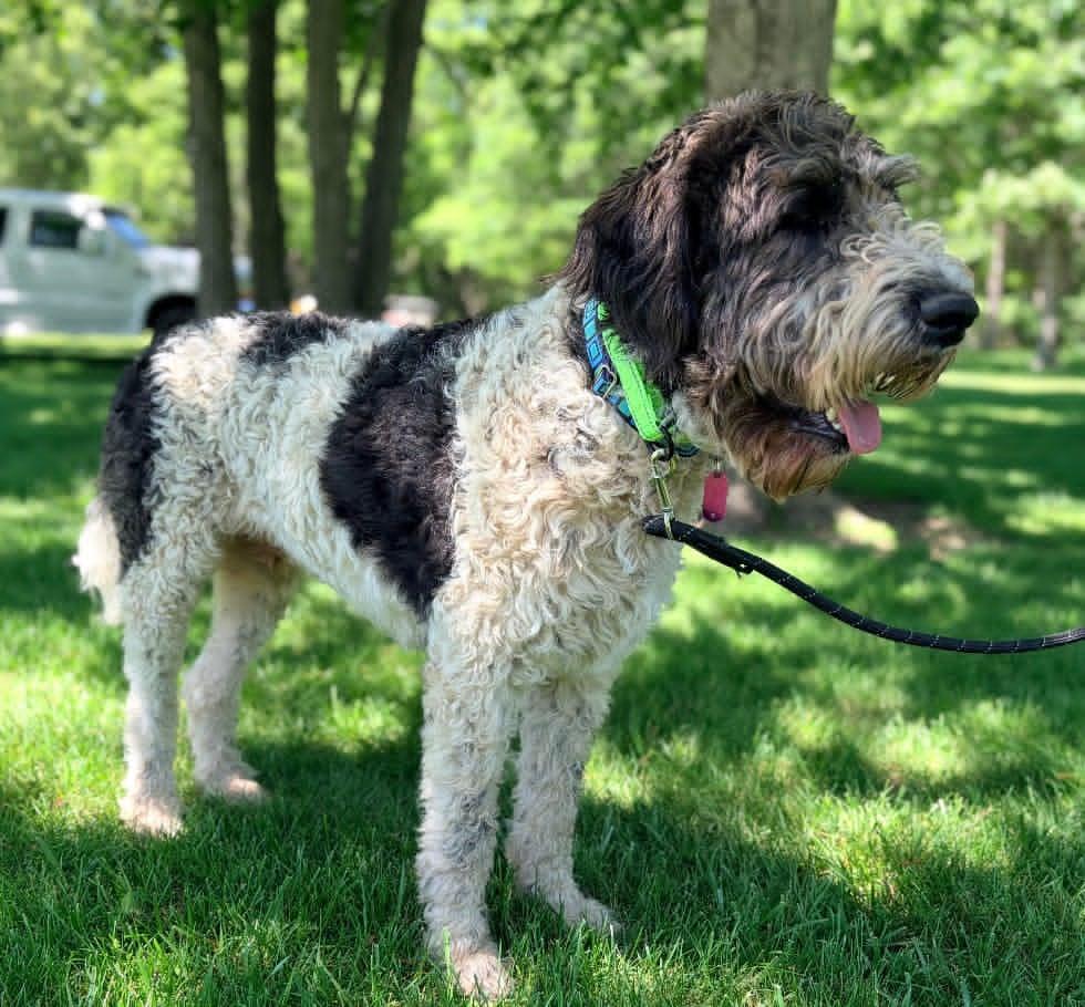 Murray, a ADOPTABLE mixed breed in Celina, OH image 2/5