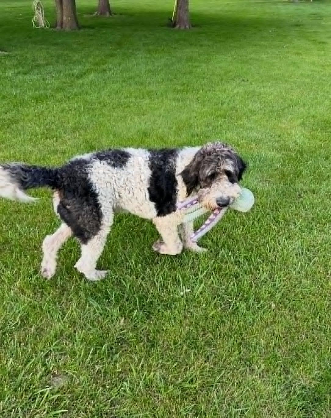 Murray, a ADOPTABLE mixed breed in Celina, OH image 4/5