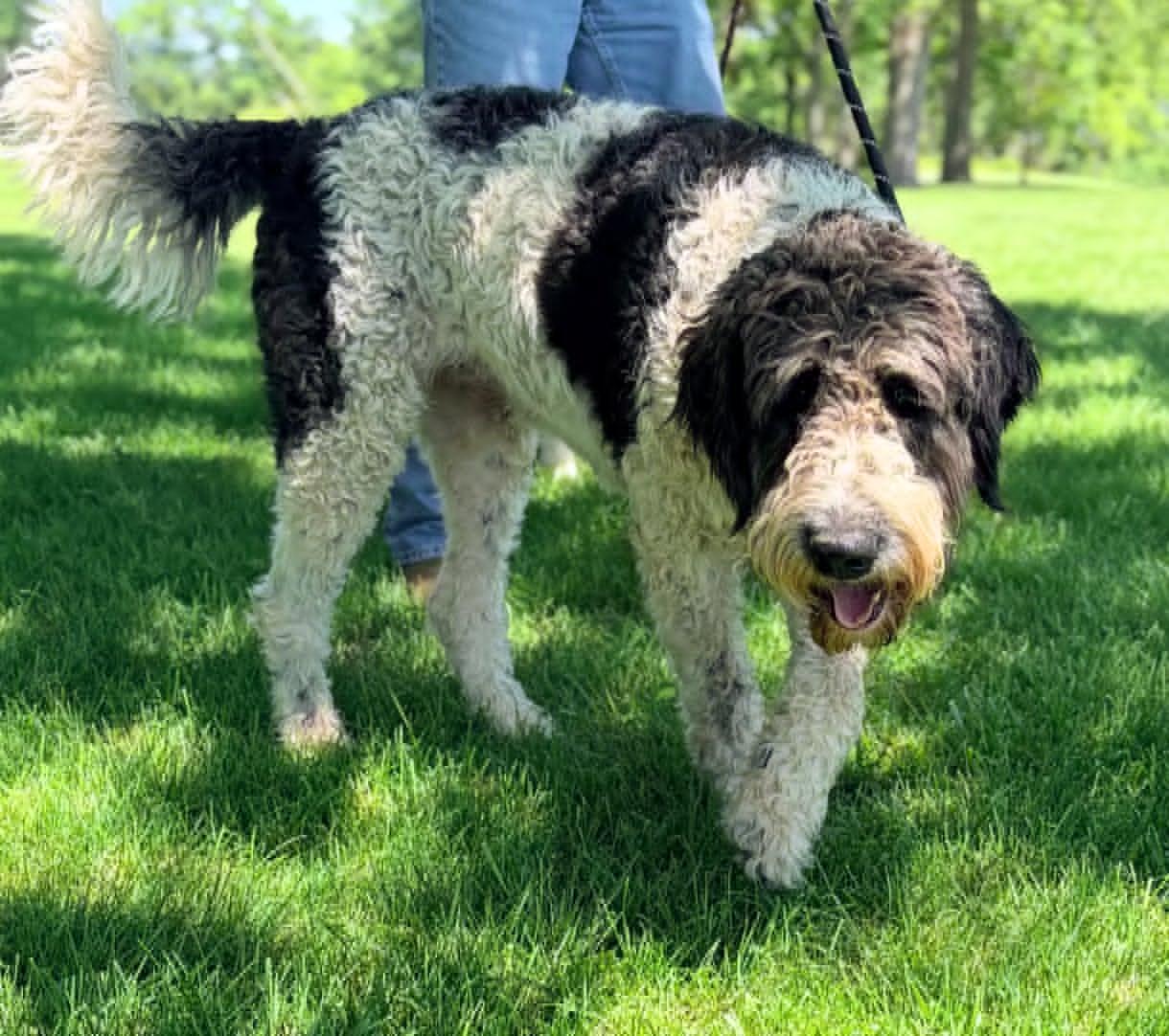 Murray, a ADOPTABLE mixed breed in Celina, OH image 5/5
