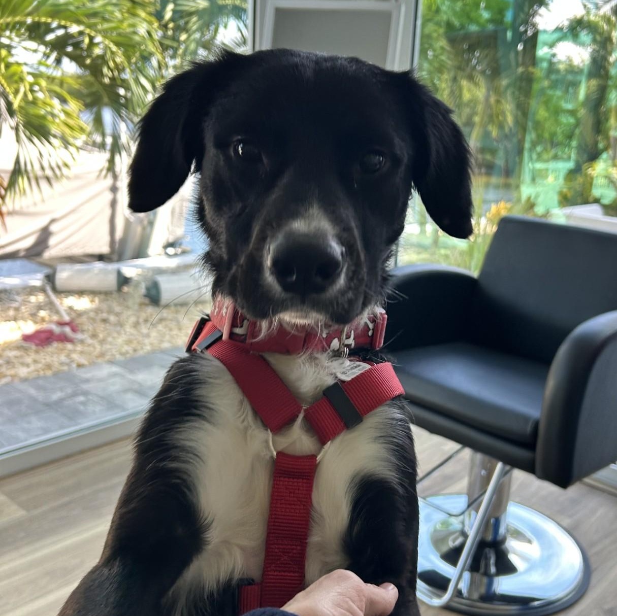 Enlarge O'Brien, a ADOPTABLE mixed breed in Key Largo, FL image 2/6