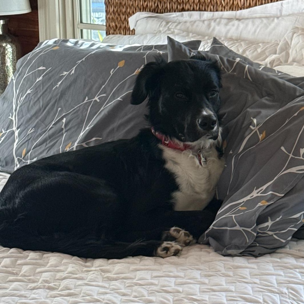 Enlarge O'Brien, a ADOPTABLE mixed breed in Key Largo, FL image 4/6