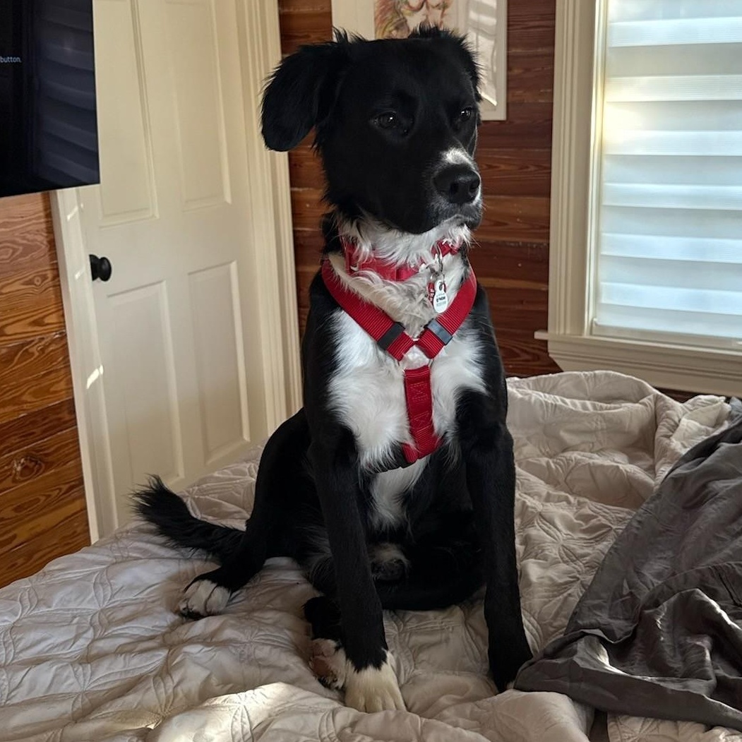 Enlarge O'Brien, a ADOPTABLE mixed breed in Key Largo, FL image 5/6