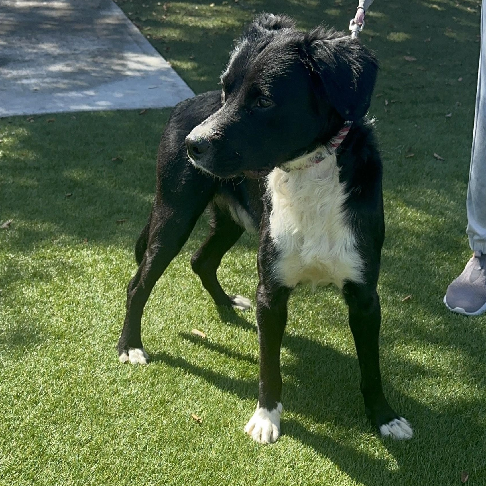 Enlarge O'Brien, a ADOPTABLE mixed breed in Key Largo, FL image 6/6