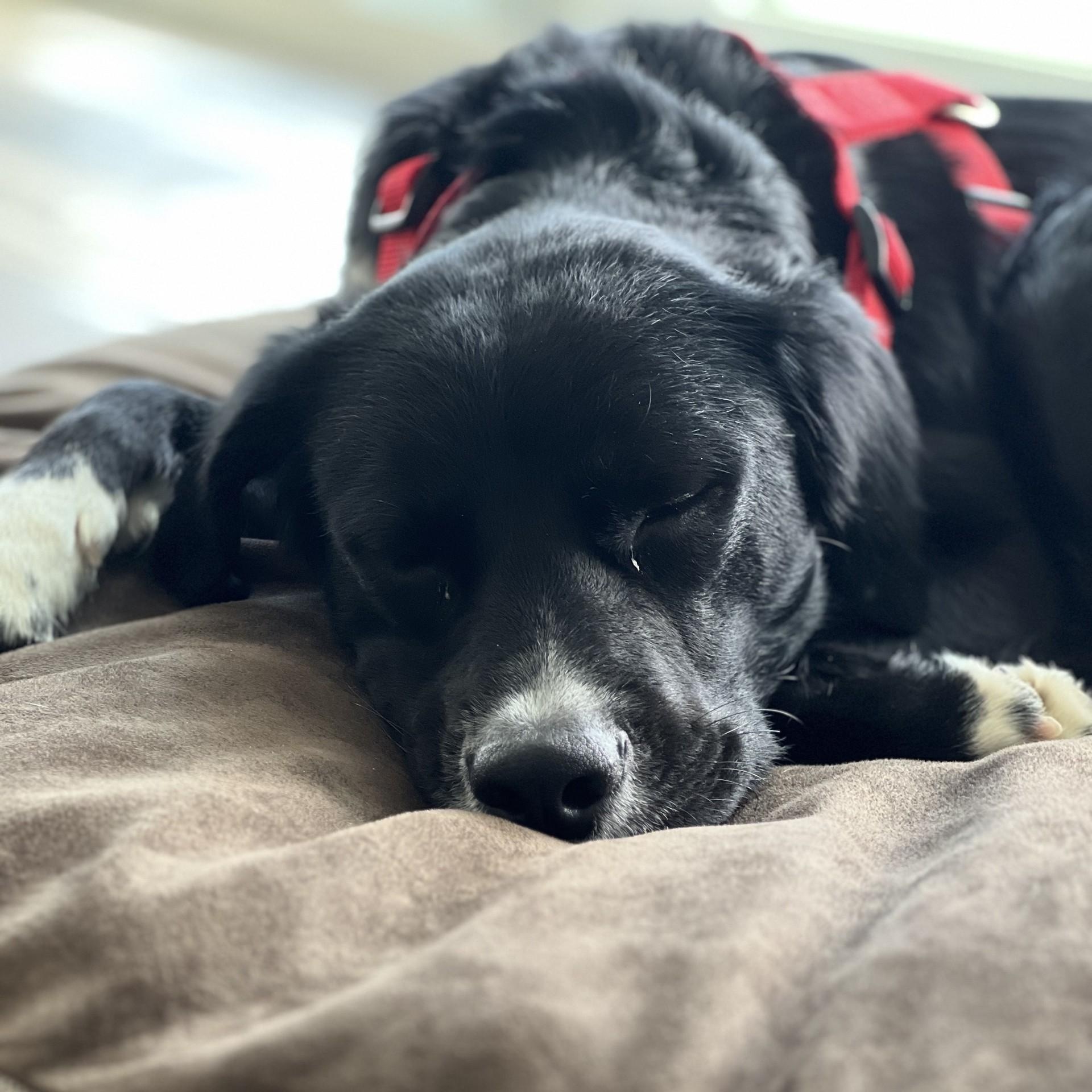 Enlarge O'Brien, a ADOPTABLE mixed breed in Key Largo, FL image 3/6