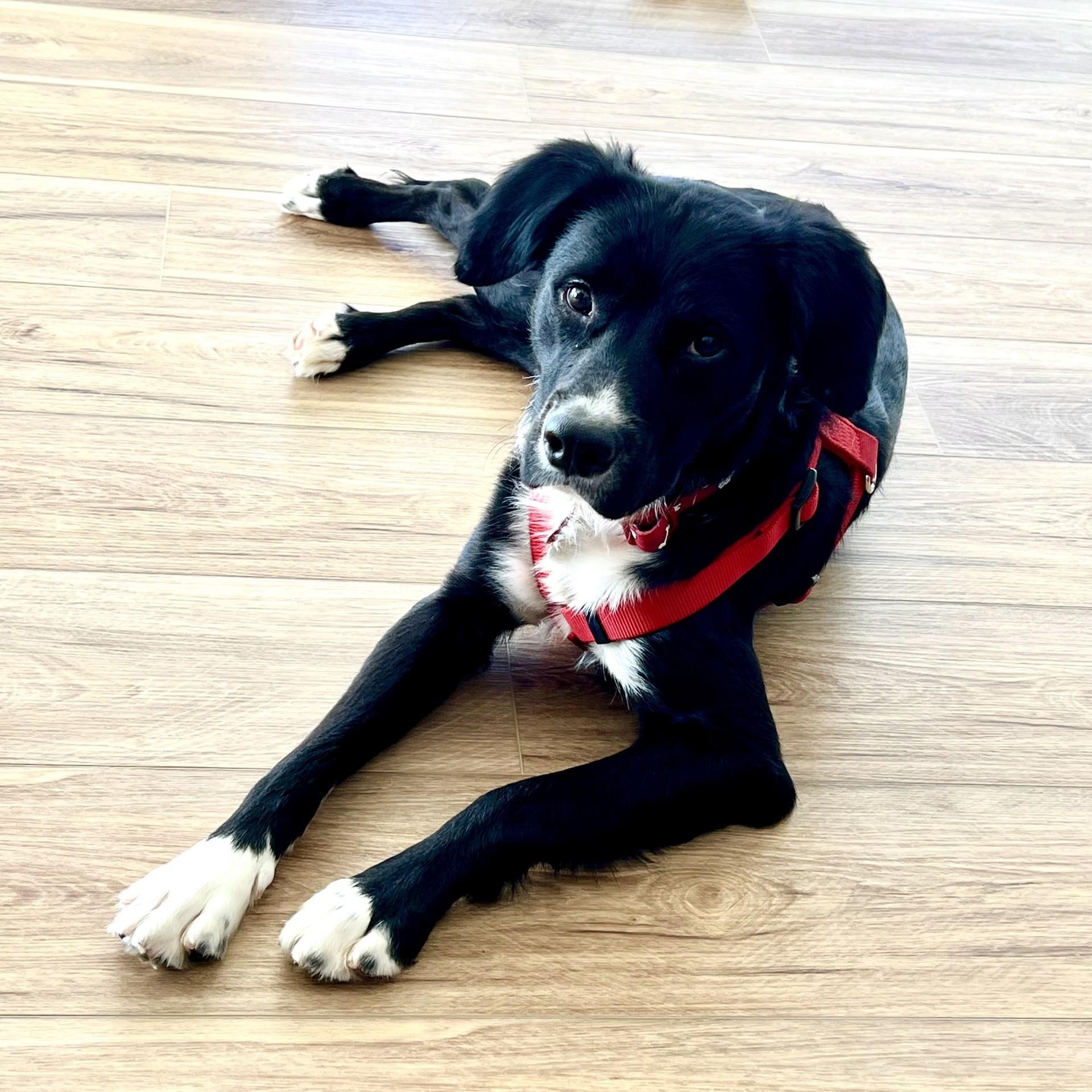 Enlarge O'Brien, a ADOPTABLE mixed breed in Key Largo, FL image 1/6