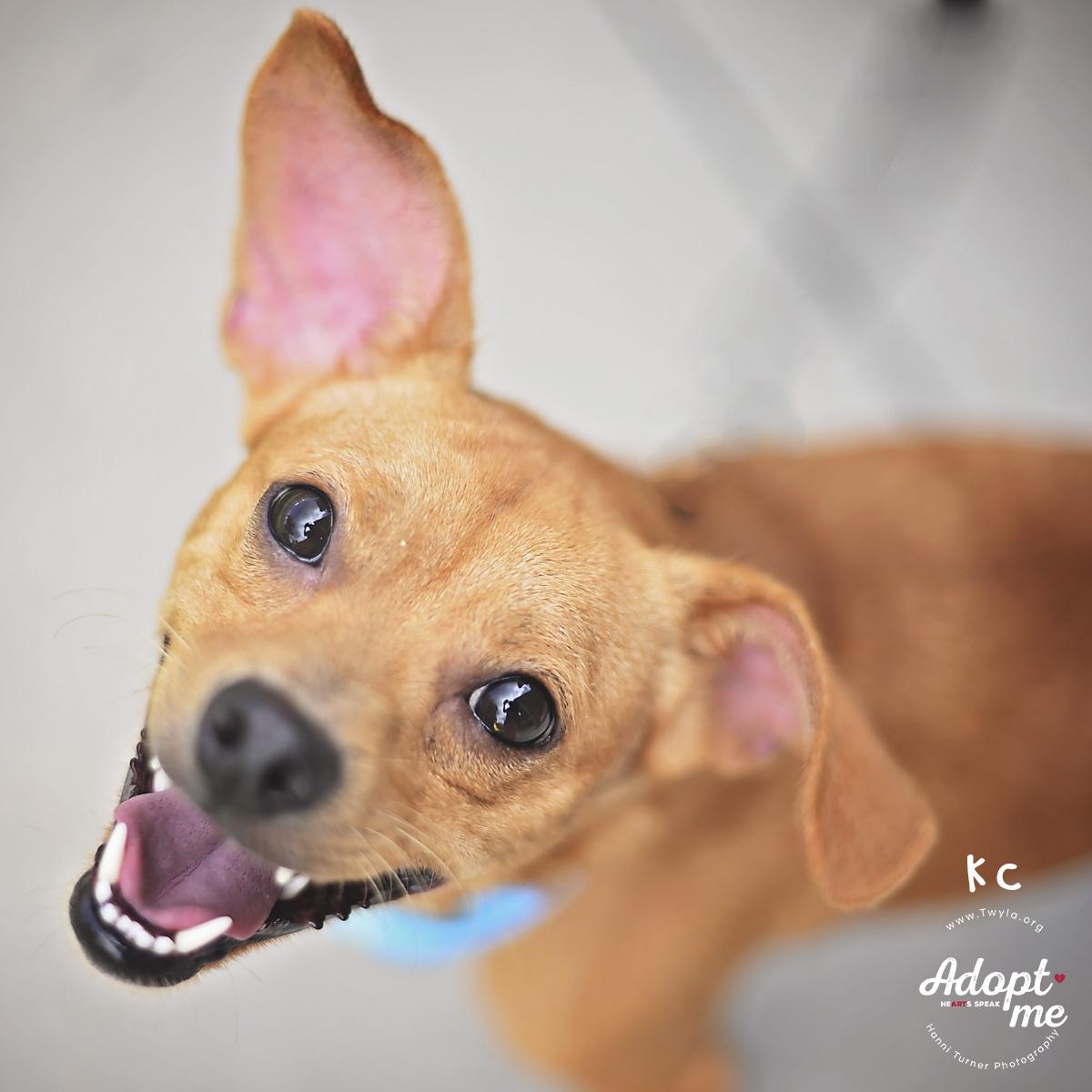KC, a ADOPTABLE mixed breed in Kingwood, TX image 2/6