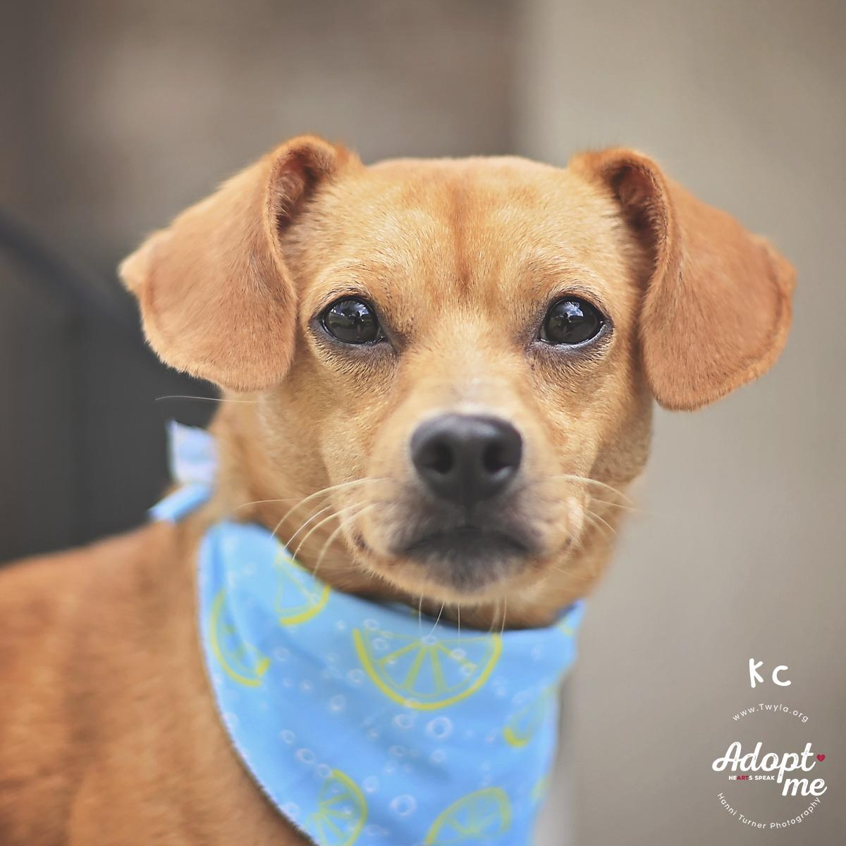 KC, a ADOPTABLE mixed breed in Kingwood, TX image 6/6