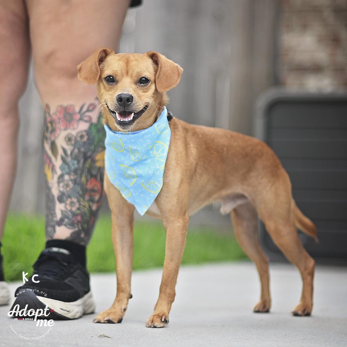 KC, a ADOPTABLE mixed breed in Kingwood, TX image 3/6
