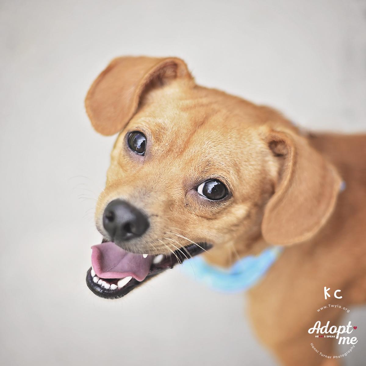 KC, ADOPTABLE, Adult Male Chihuahua & Beagle.
