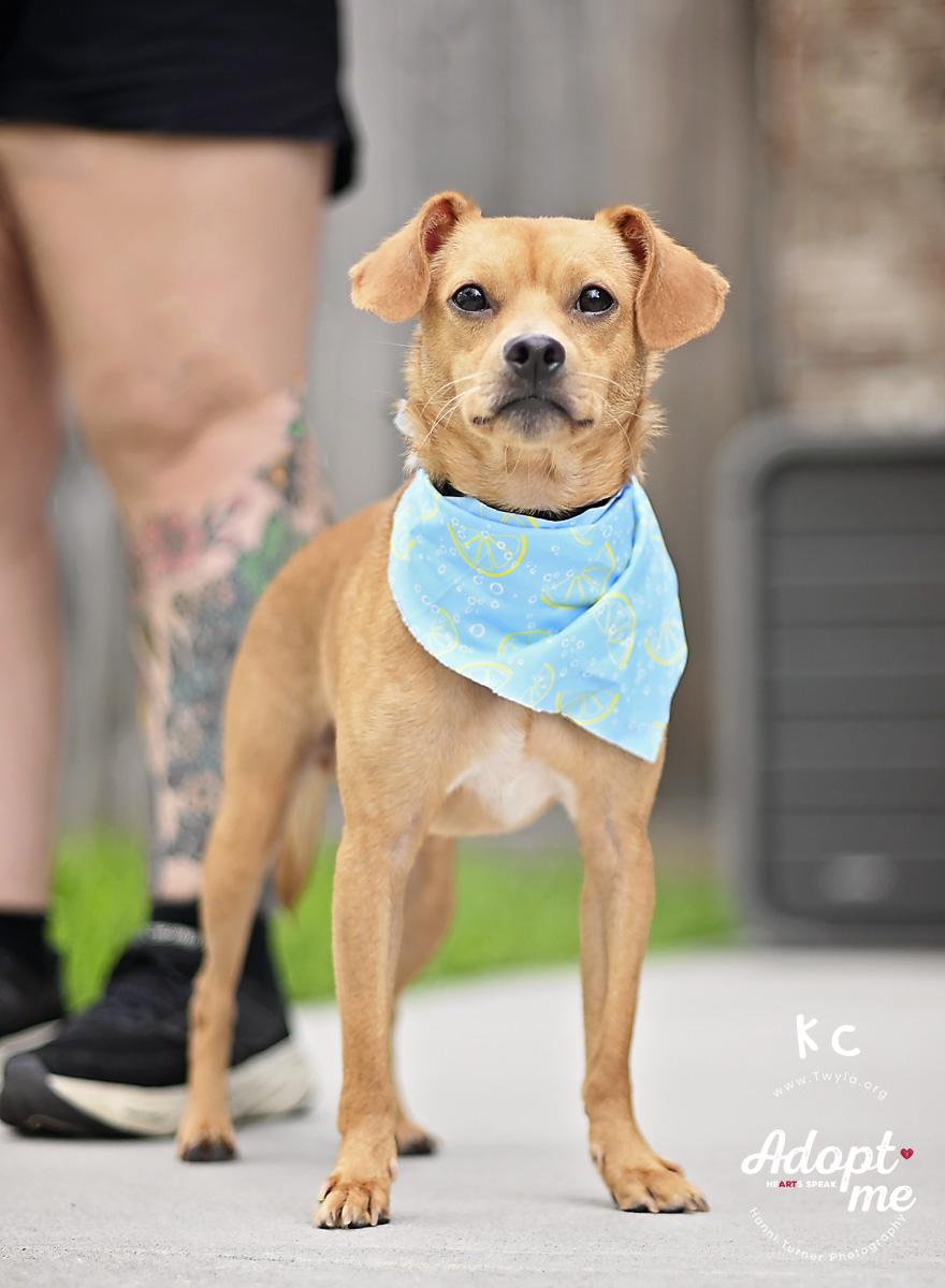KC, a ADOPTABLE mixed breed in Kingwood, TX image 4/6