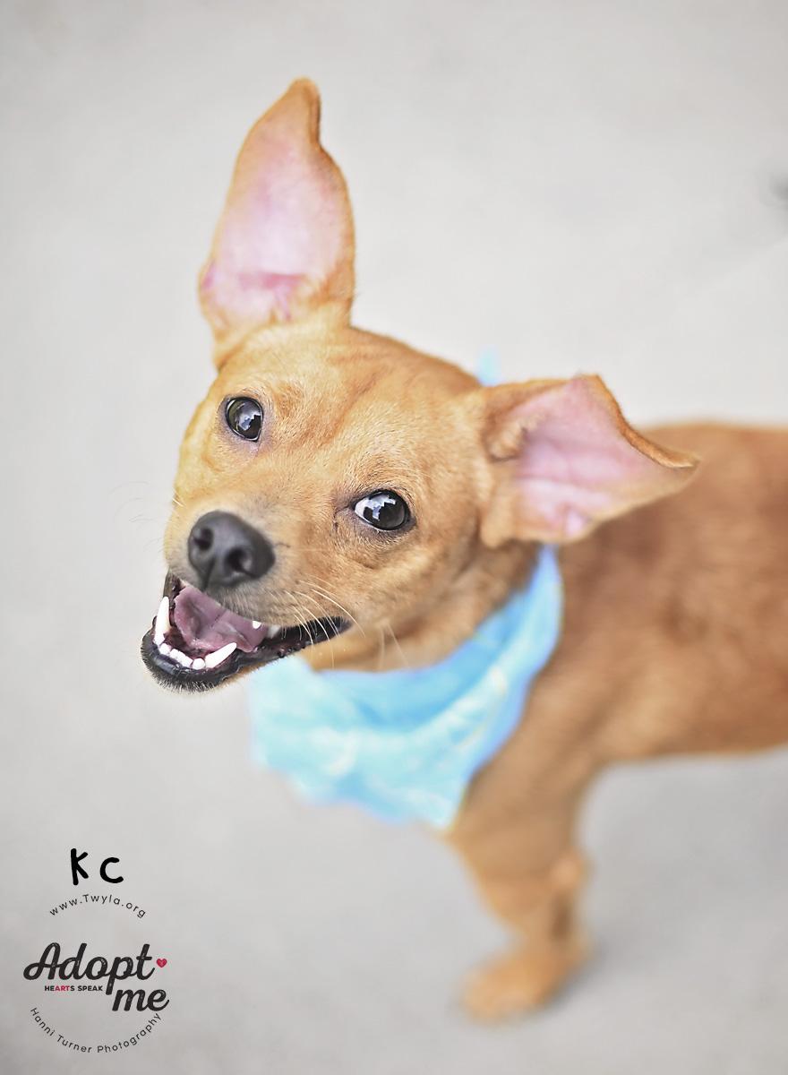 KC, a ADOPTABLE mixed breed in Kingwood, TX image 5/6