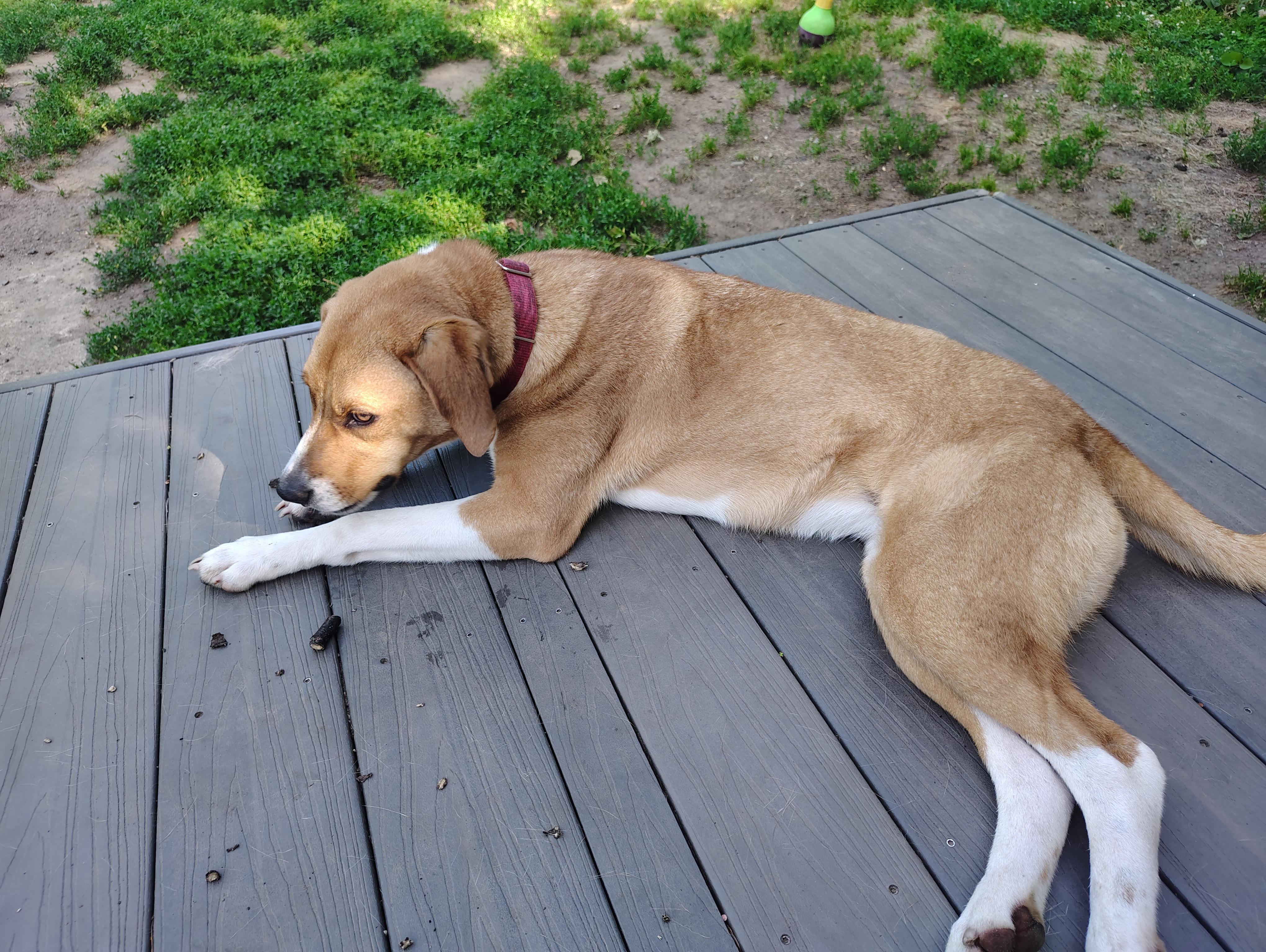 Darla, Adoptable, Young Female Hound.