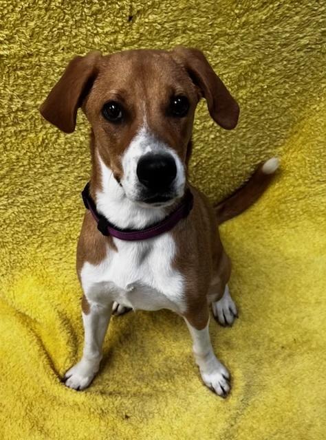 Darla, ADOPTABLE, Puppy Female Hound.