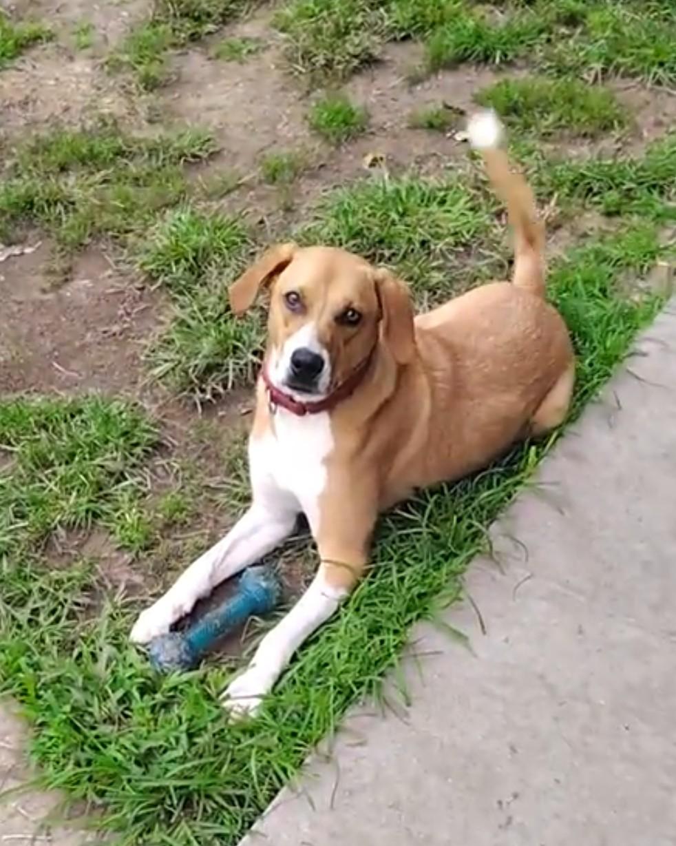 Enlarge Darla, a Adoptable Hound in Englewood, NJ image 1/4