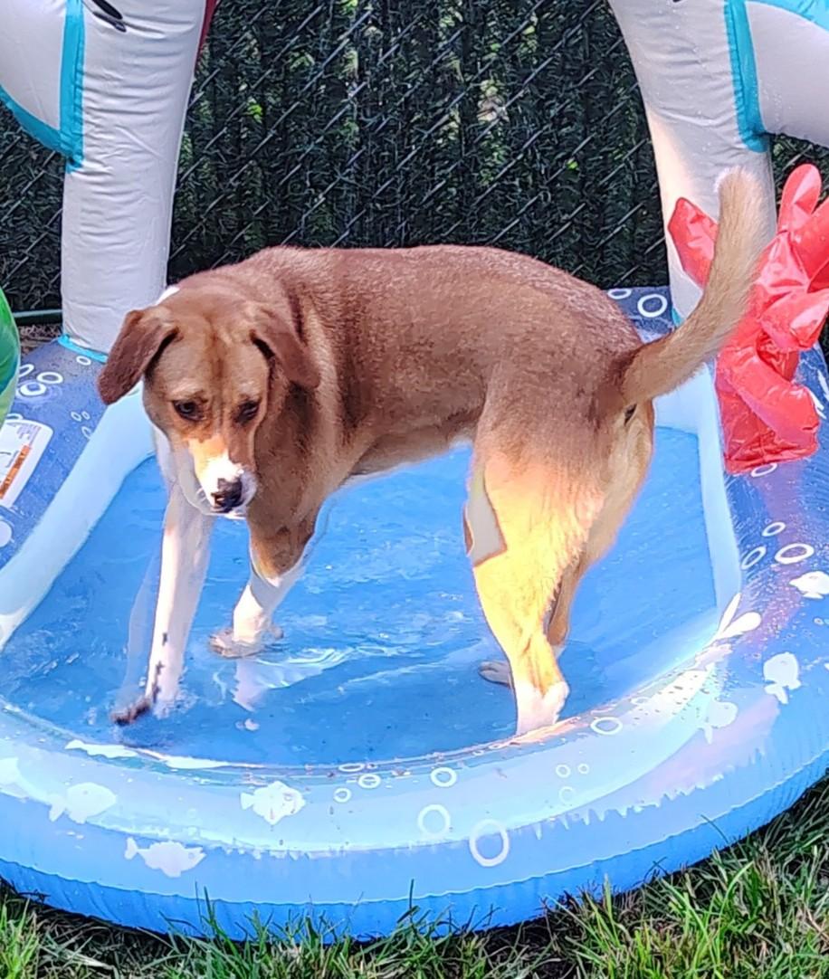 Enlarge Darla, a Adoptable Hound in Englewood, NJ image 2/3