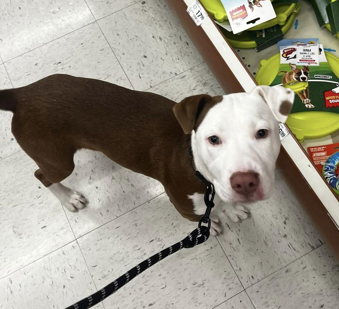 Sugar Pine — thumbnail 2