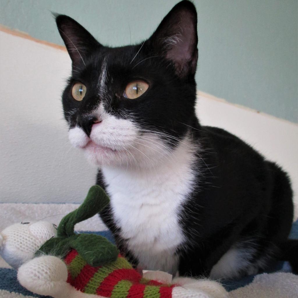 Mr. Boots — thumbnail 3