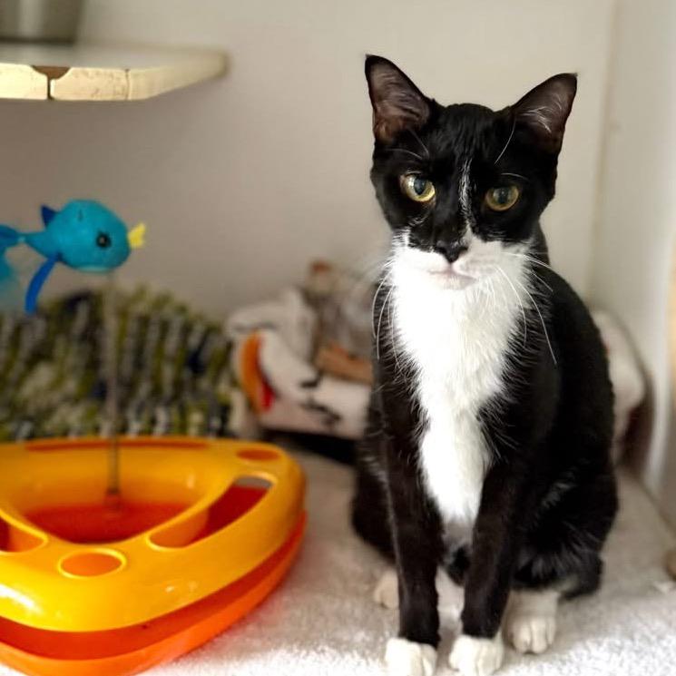 Mr. Boots — thumbnail 4