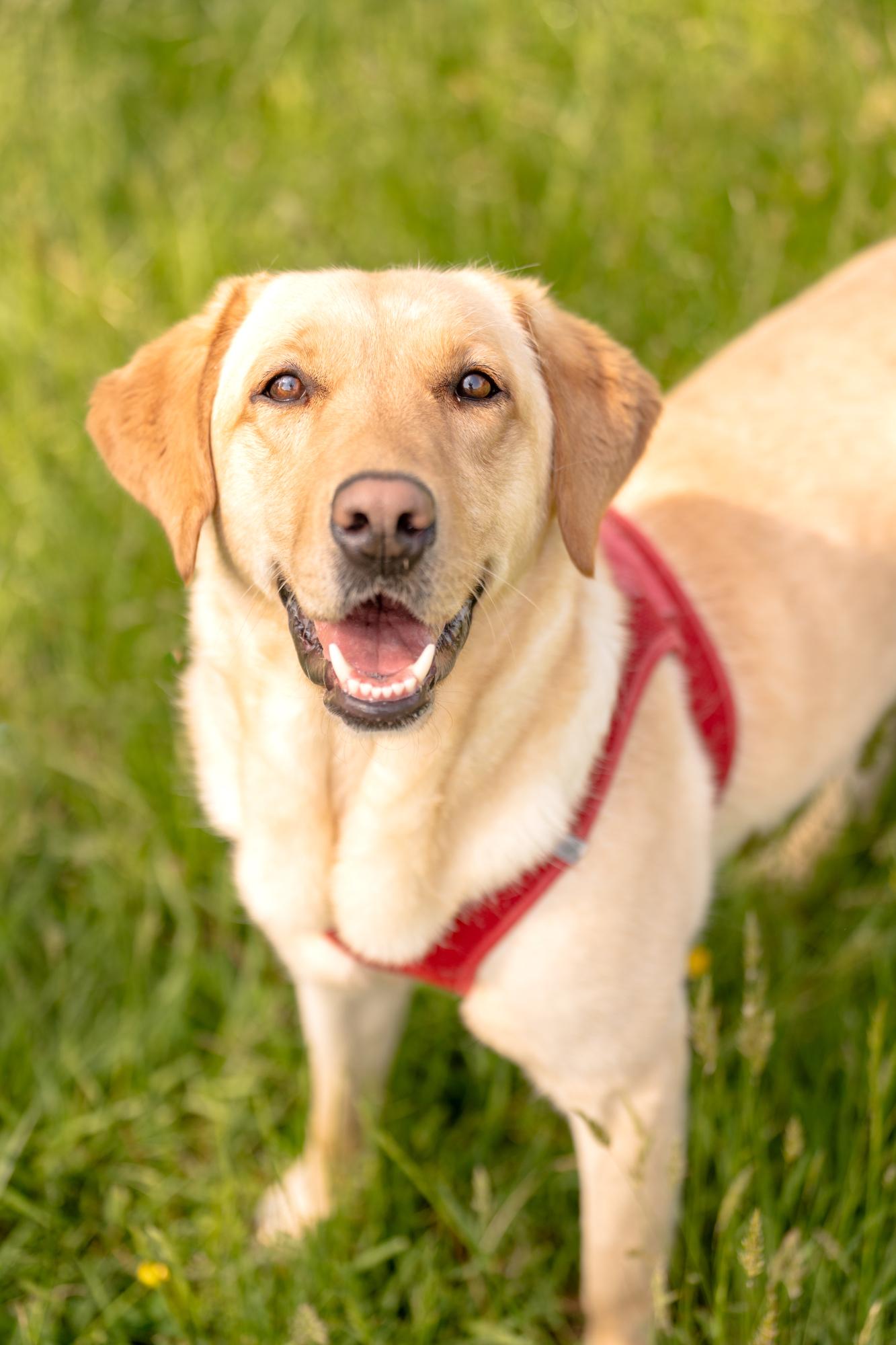 Enlarge Winnie, a Adoptable mixed breed in Louisa, VA image 1/4