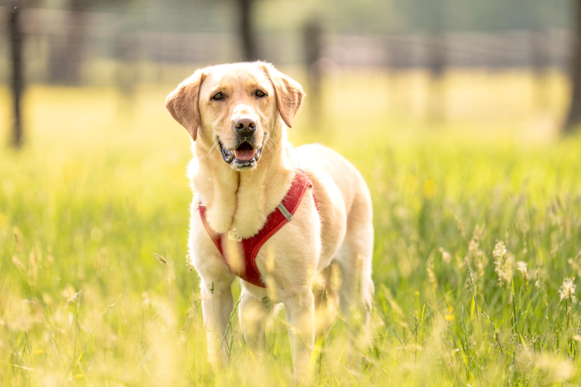 Enlarge Winnie, a Adoptable mixed breed in Louisa, VA image 2/4