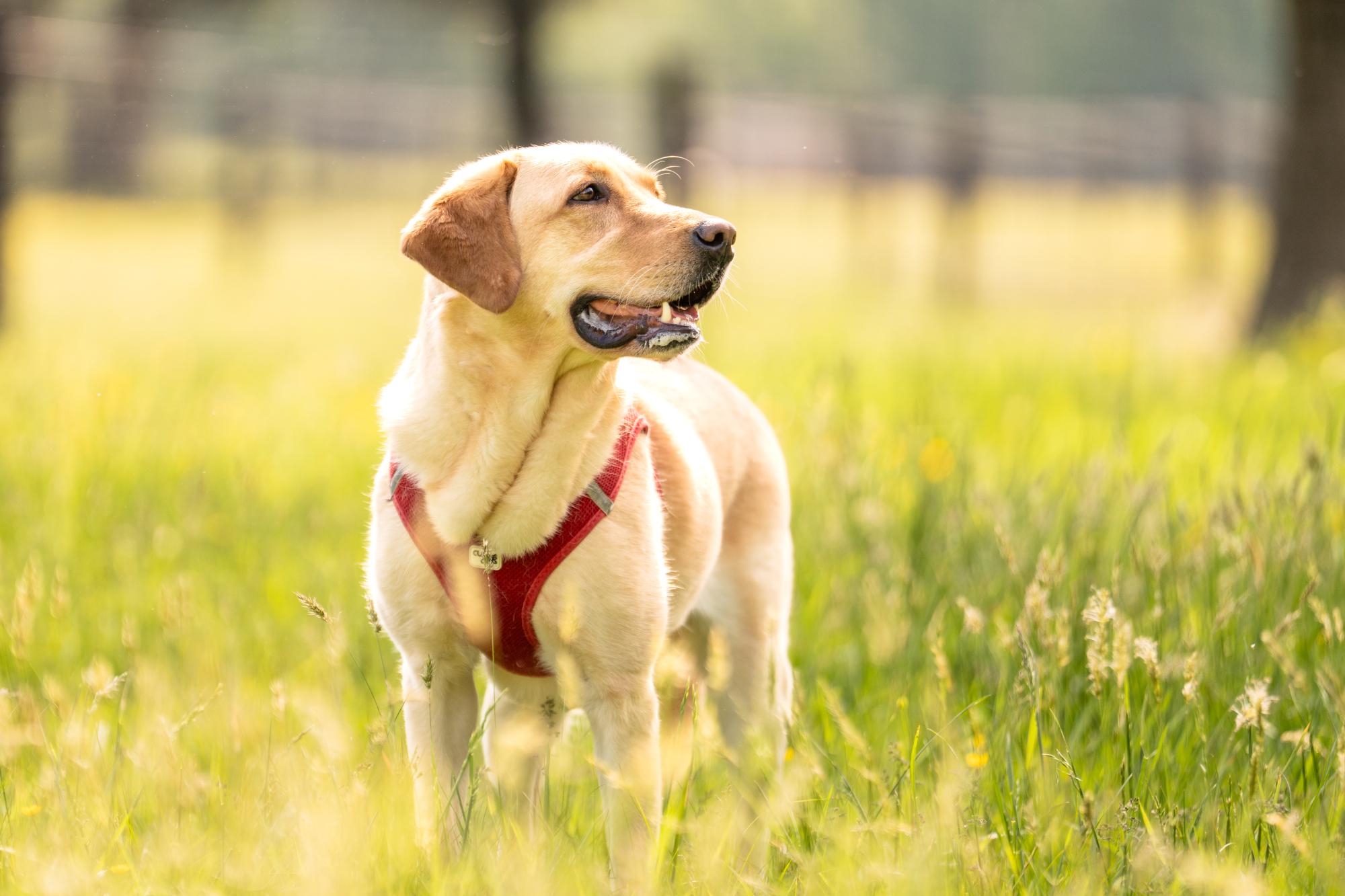 Enlarge Winnie, a Adoptable mixed breed in Louisa, VA image 3/4