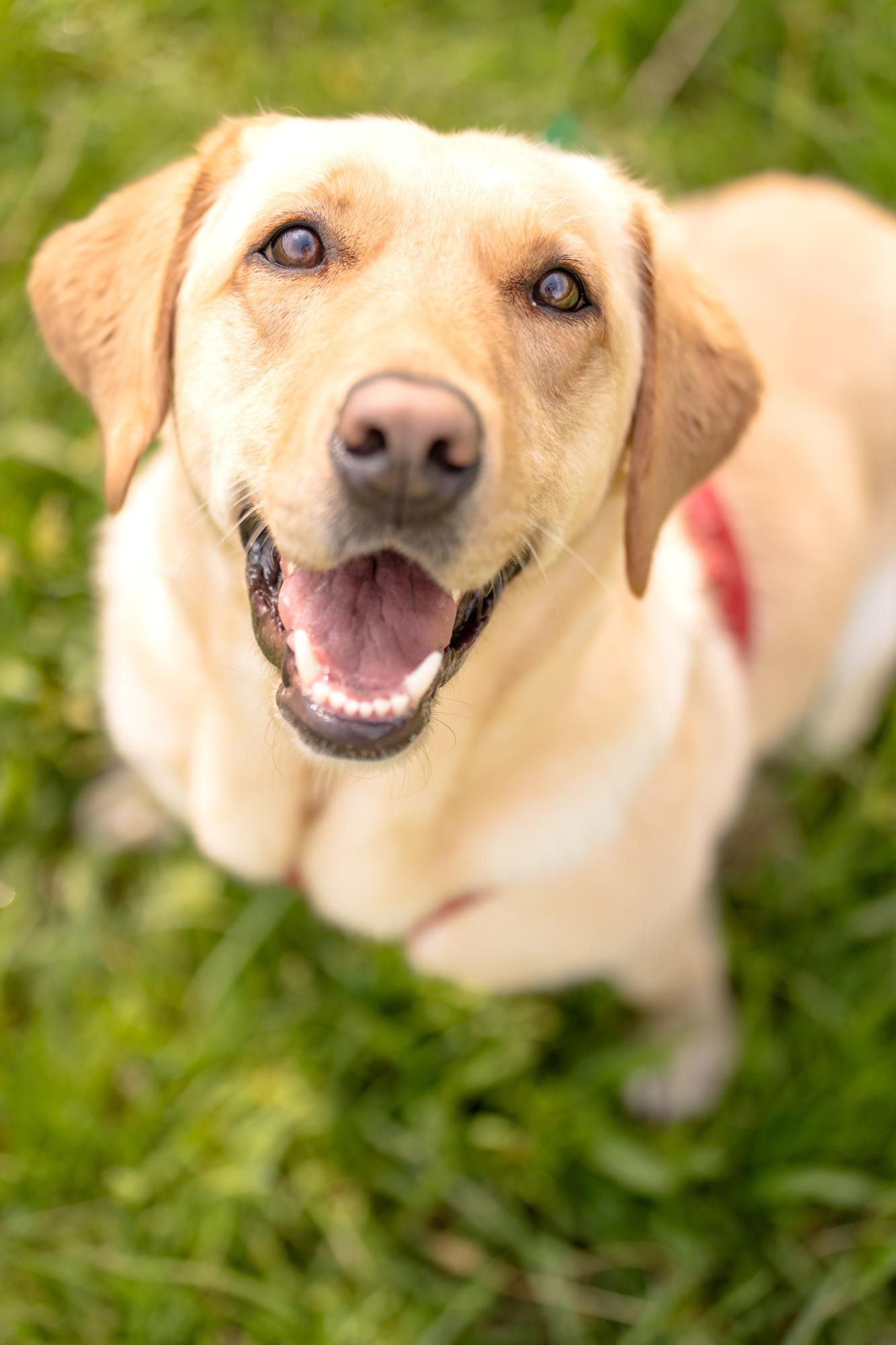 Enlarge Winnie, a Adoptable mixed breed in Louisa, VA image 4/4