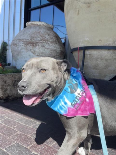RIVER SONG, Adoptable, Young Female Mixed Breed.