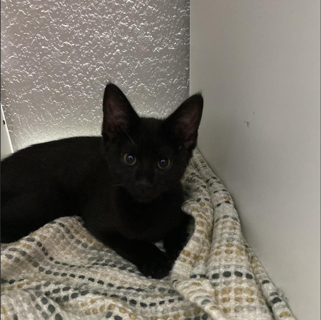 Enlarge Harlem, a Adopted Domestic Medium Hair in Davis, CA image 6/6