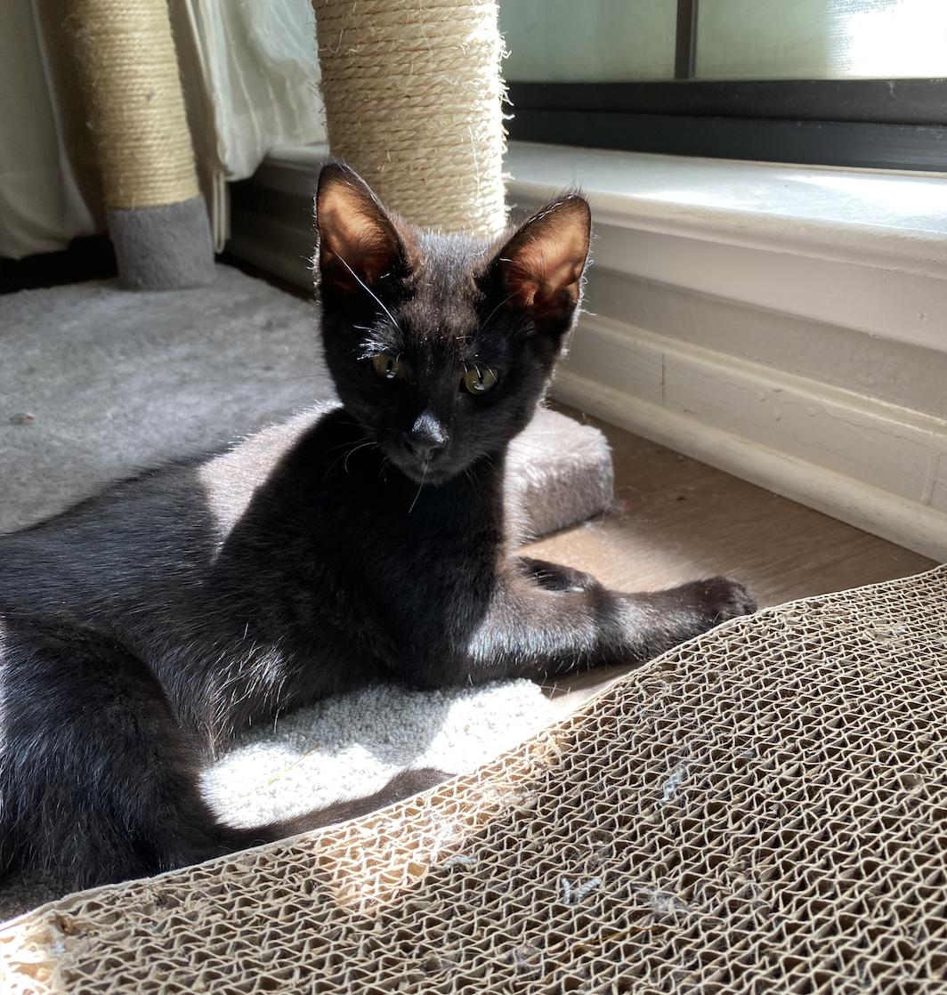 Enlarge Harlem, a Adopted Domestic Medium Hair in Davis, CA image 5/6