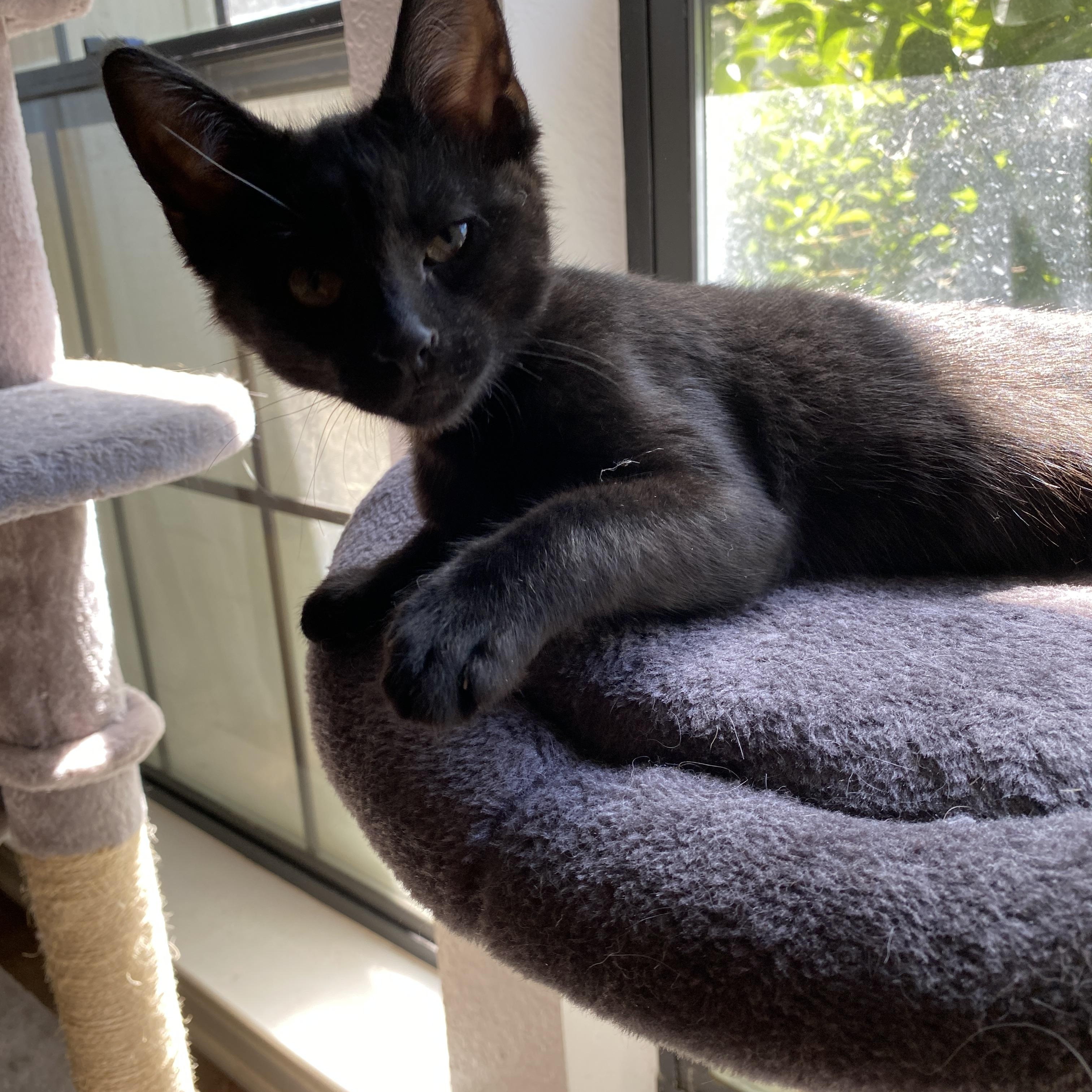 Enlarge Harlem, a Adopted Domestic Medium Hair in Davis, CA image 3/6