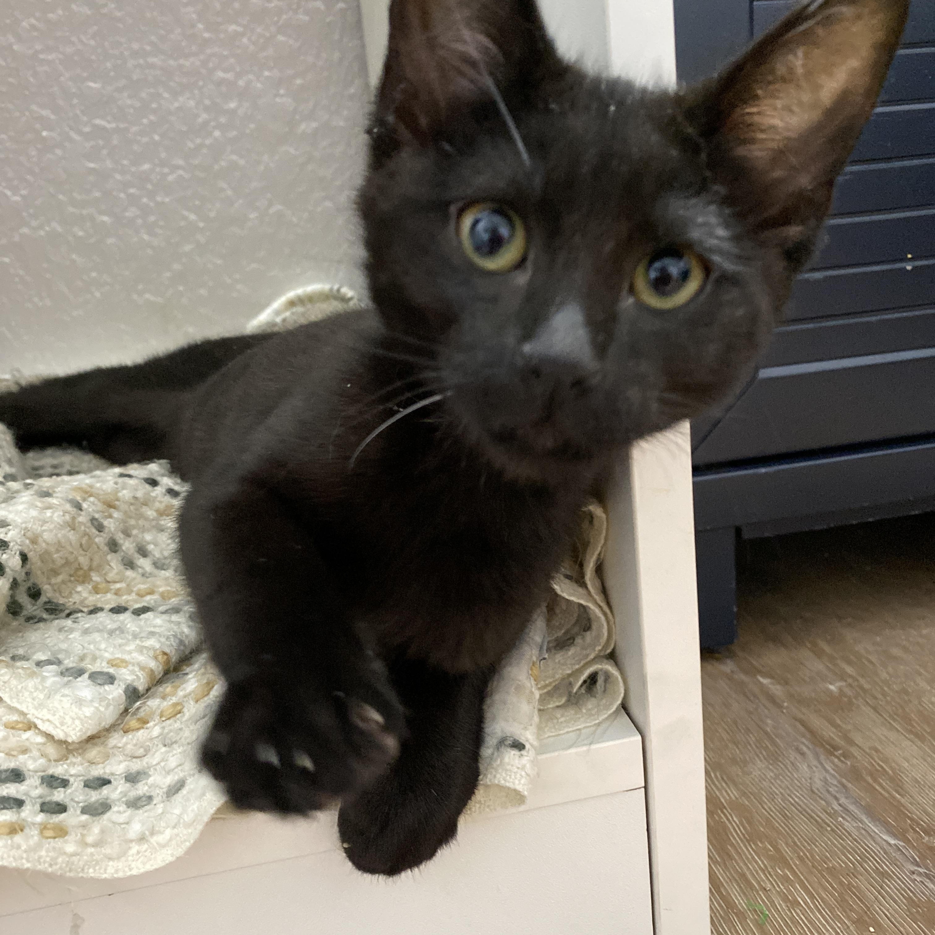 Enlarge Harlem, a Adopted Domestic Medium Hair in Davis, CA image 4/6