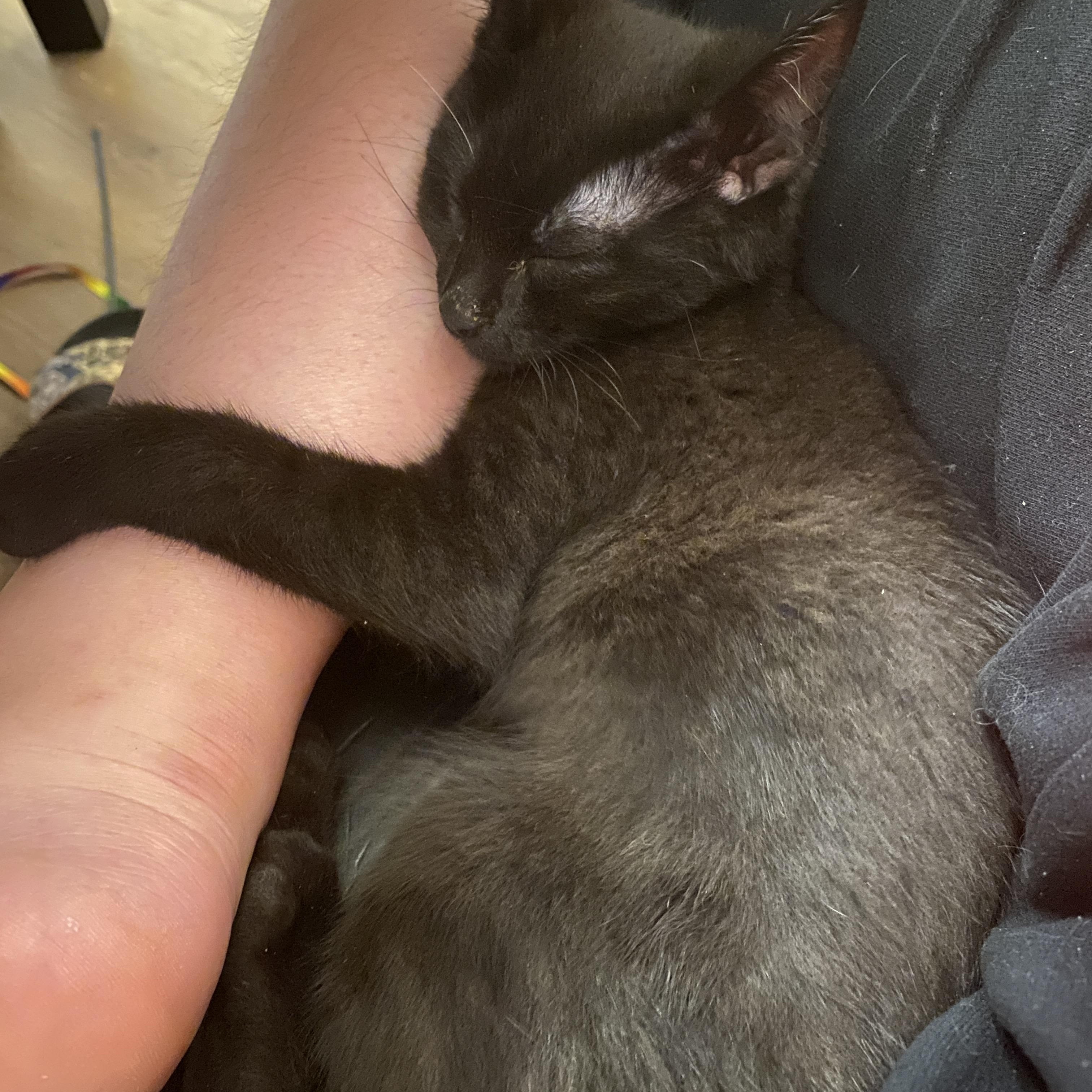 Enlarge Harlem, a Adopted Domestic Medium Hair in Davis, CA image 2/6