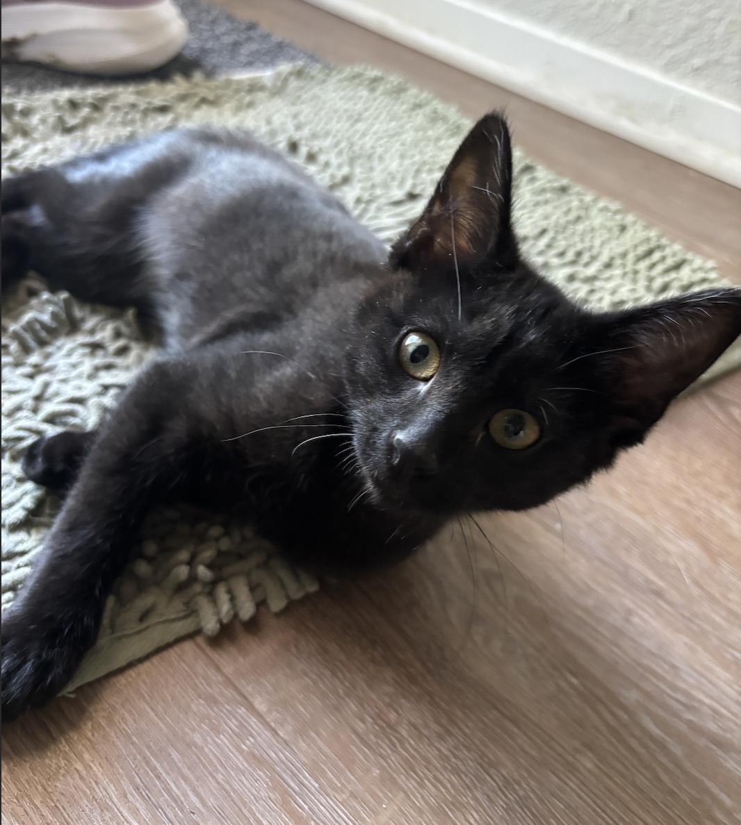 Harlem, Adopted, Kitten Male Domestic Medium Hair.
