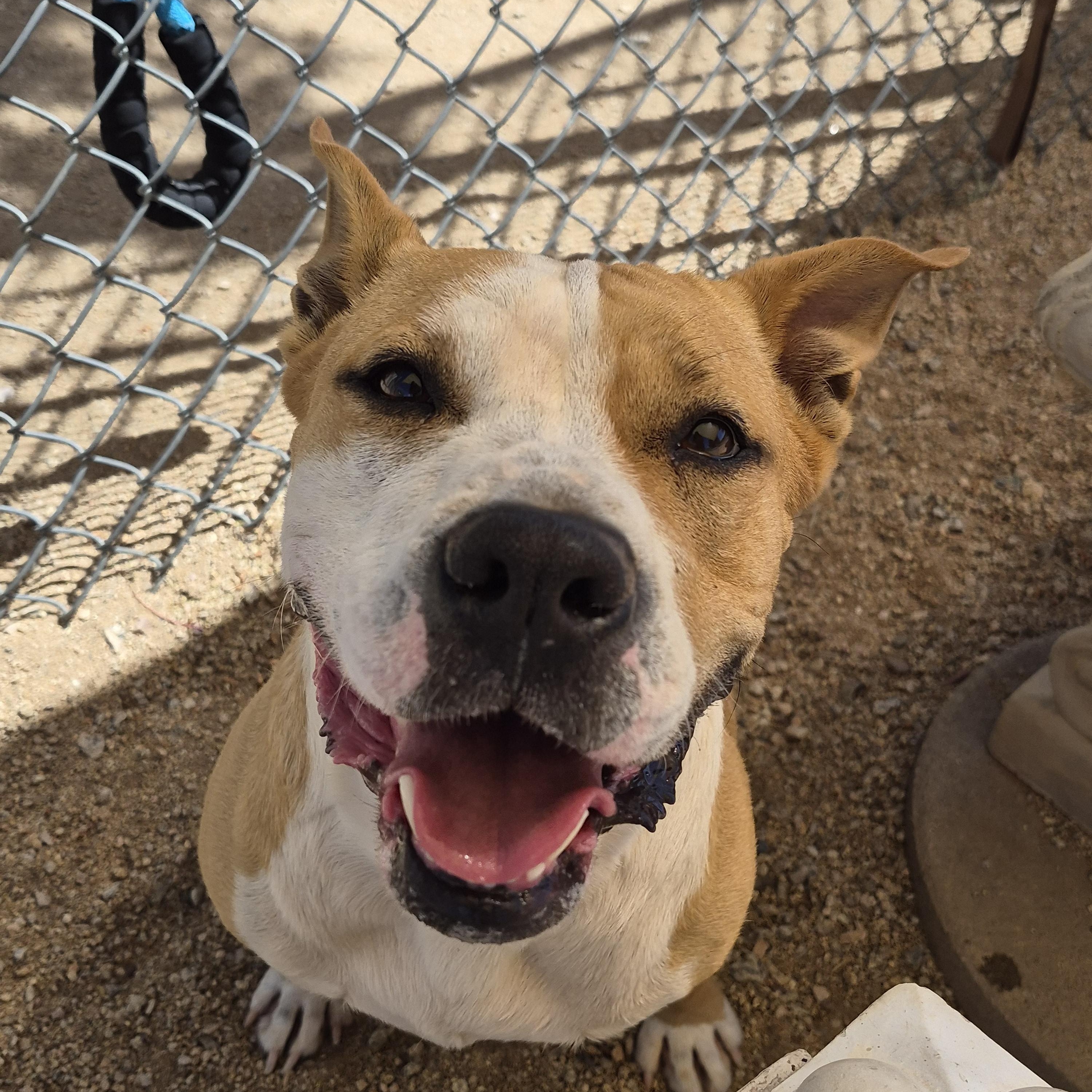 Birdie, Adoptable, Adult Female Pit Bull Terrier.