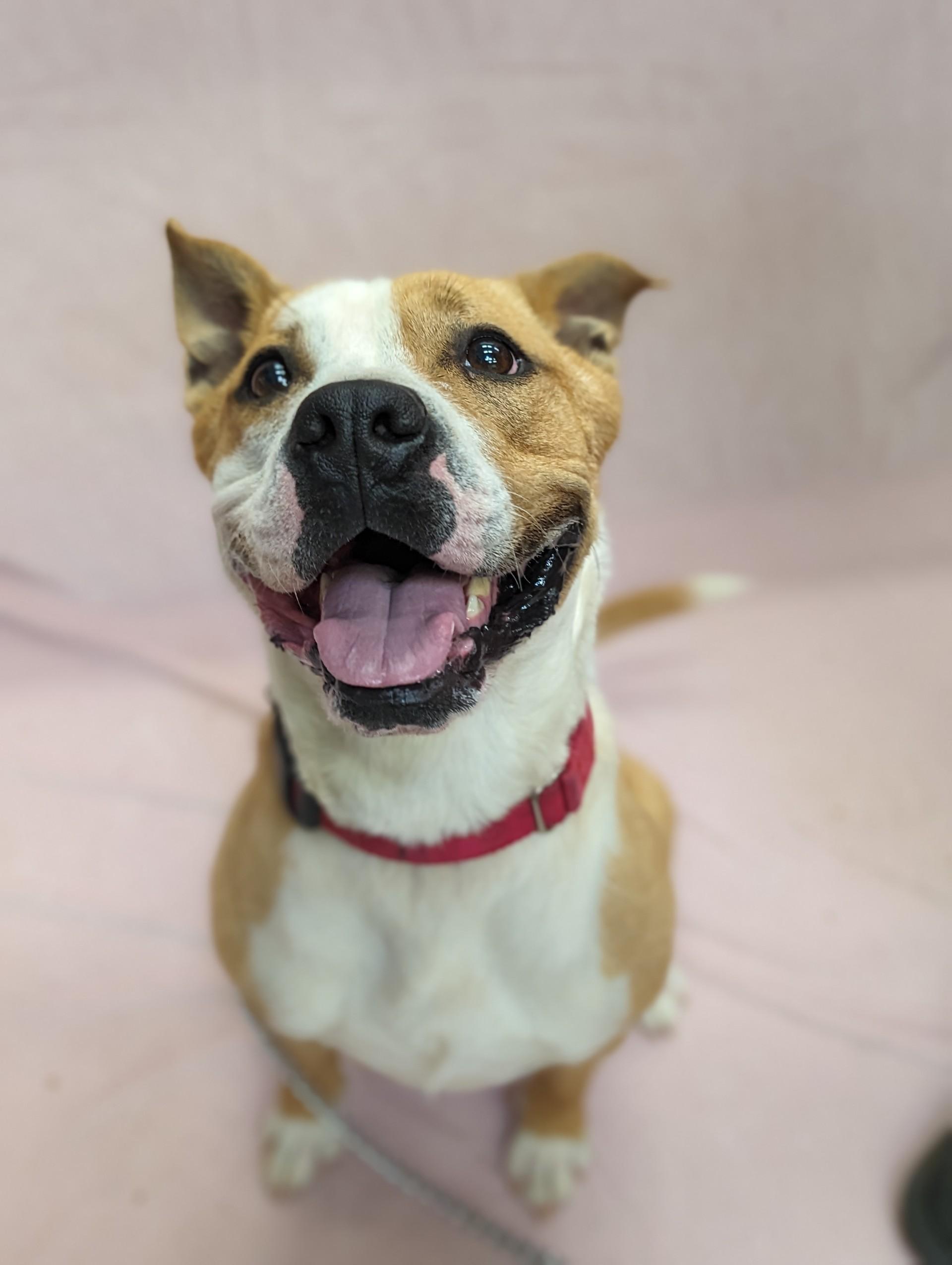 Enlarge Birdie, a Adoptable Pit Bull Terrier in Sierra Vista, AZ image 2/3