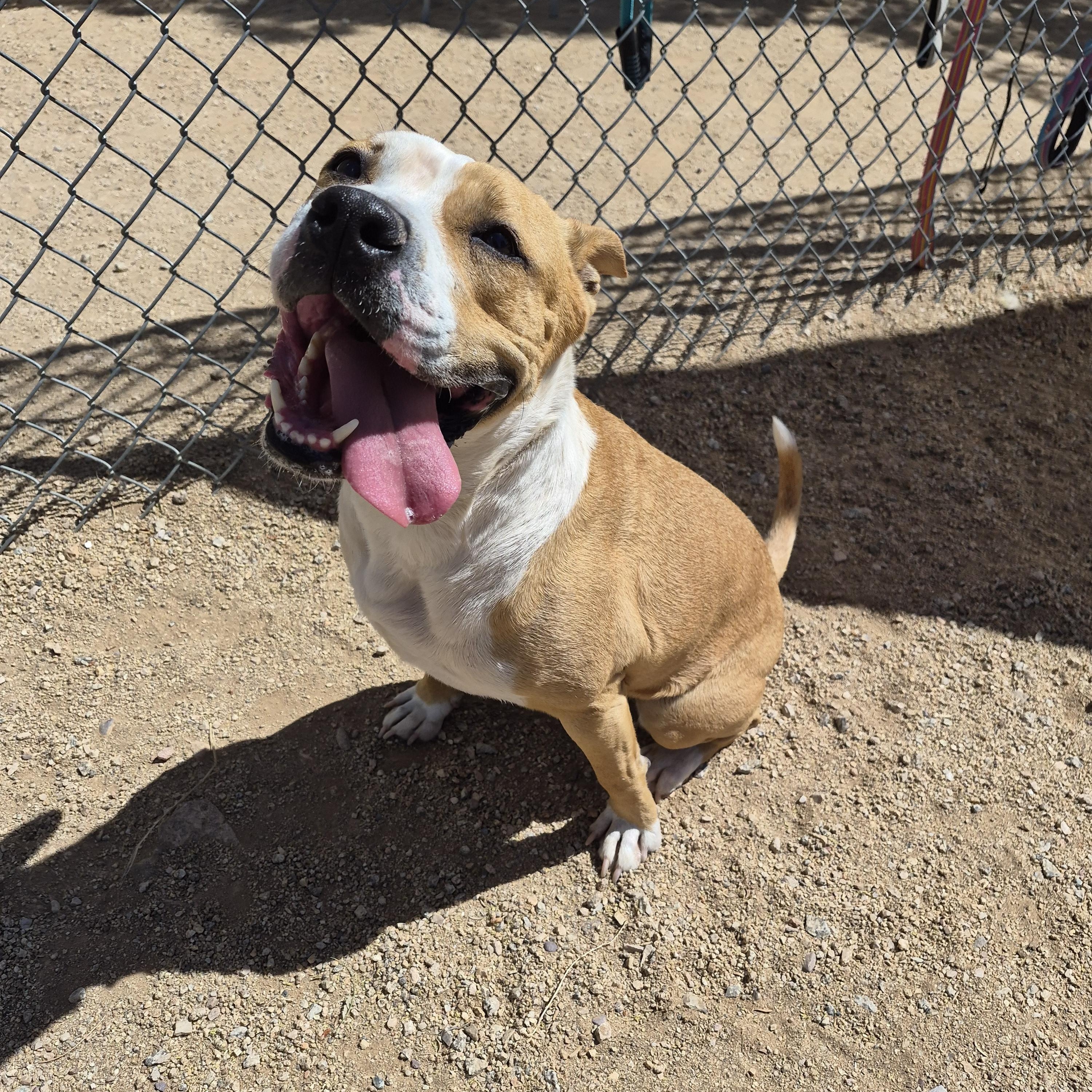 Enlarge Birdie, a Adoptable Pit Bull Terrier in Sierra Vista, AZ image 3/3