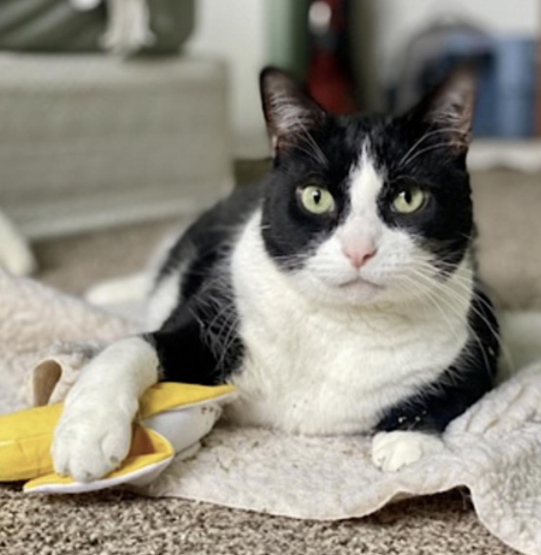 Bandit — thumbnail 2