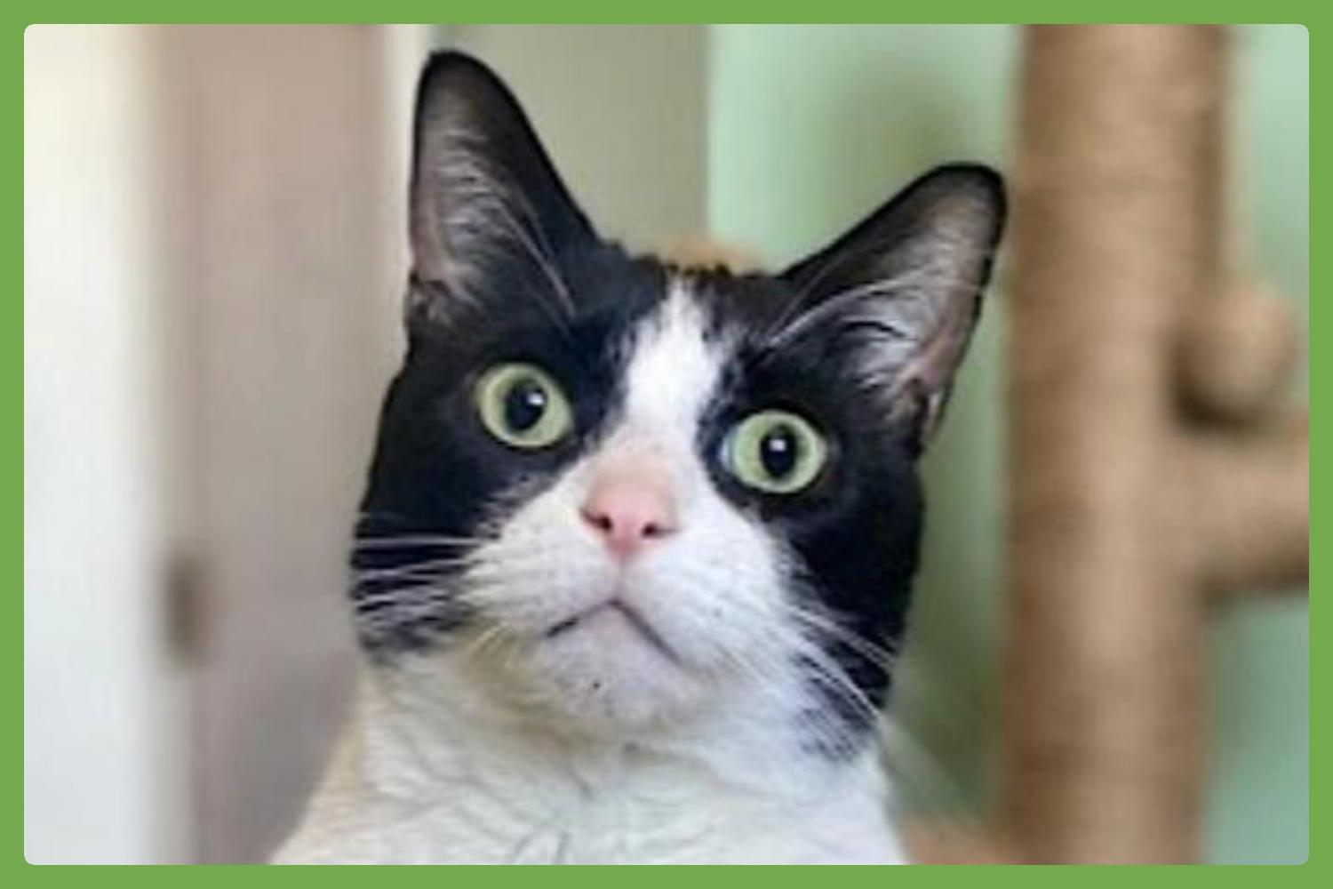 Bandit — thumbnail 5